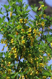 金雀花