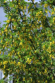 金雀花