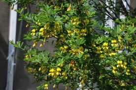 金雀花 
