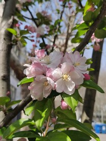 海棠花