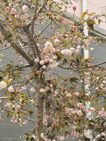 樱花树 