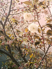 樱花