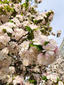 海棠花