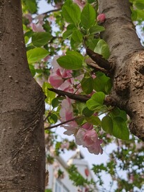 海棠花