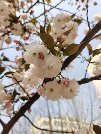 樱花