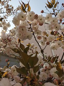 樱花