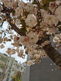 樱花
