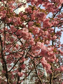 樱花