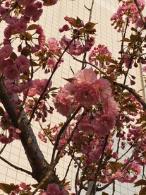 樱花