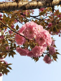 樱花