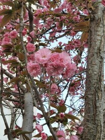 樱花