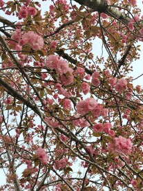 樱花