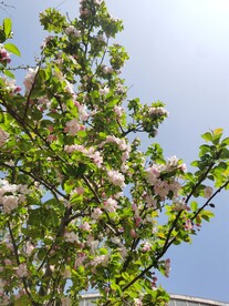 海棠花