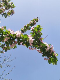 海棠花