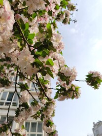 海棠花