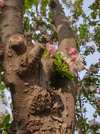 海棠花
