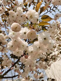 樱花