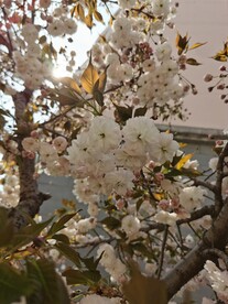 樱花