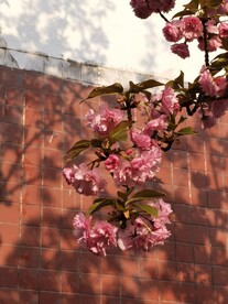 樱花树