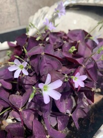 三角紫叶酢浆草