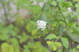 珍珠梅