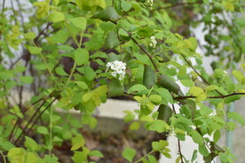 珍珠梅