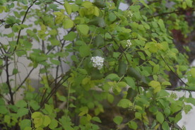 绿叶