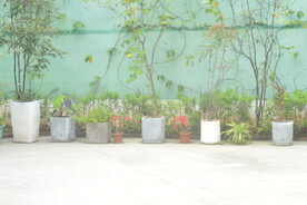 小院植物