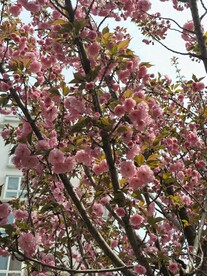 樱花