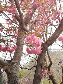 樱花树