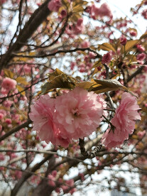樱花树