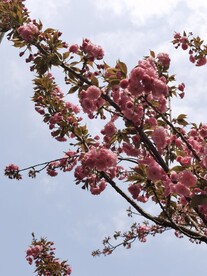 樱花树
