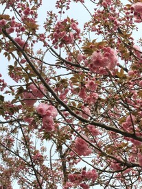 樱花树