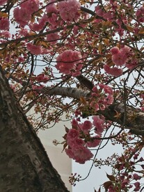 樱花树