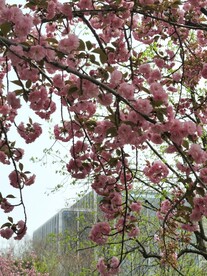 樱花树