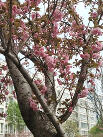 樱花