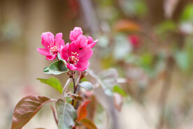 春花绽放