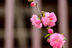 春花疏影秀