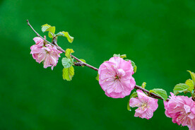 春花舒枝
