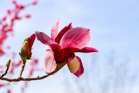 玉兰花