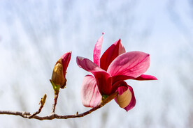 玉兰花