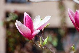 玉兰花