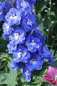 高翠雀花 
