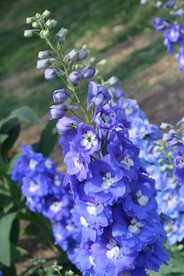 高翠雀花  