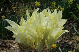 花草
