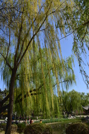 公园风景