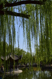 公园风景