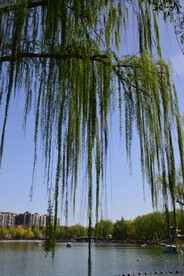 公园风景