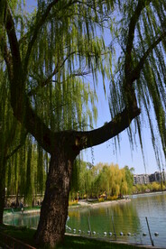 公园风景 