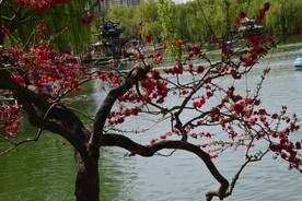 公园风景